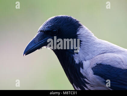 Bonte Kraai portret ; Hooded Crow close-up Banque D'Images