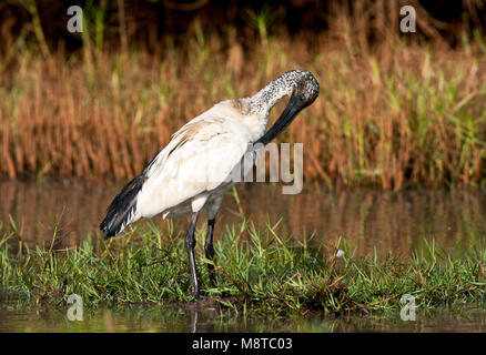 Poetsende Veren volwassen Heilige Ibis ; lissage des profils ibis sacré Banque D'Images