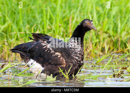 Anioema, Horned Screamer, Anhima cornuta Banque D'Images