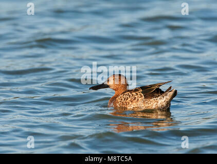 Dans Kaneeltaling najaarskleed ; Sarcelle cannelle (Anas cyanoptera) piscine en plumage d'automne Banque D'Images