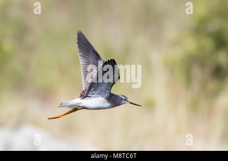 Vliegende Kleine Geelpootruiter ; Flying Petit Chevalier (Tringa flavipes) Banque D'Images