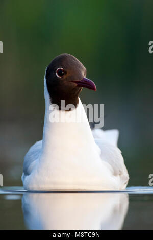 Kokmeeuw commun, mouette, Croicocephalus ridibundus Banque D'Images