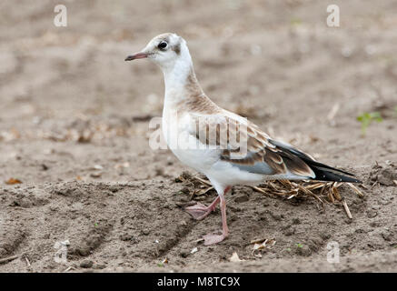 Onvolwassen Eerstejaars Kokmeeuw op een Texelse akker ; première année commune immatures Mouette (Croicocephalus ridibundus) debout sur un Duh plou Banque D'Images