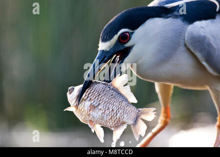 Kwak met een grote vis in zijn snavel ; bihoreau gris portant un gros poisson dans son bec Banque D'Images