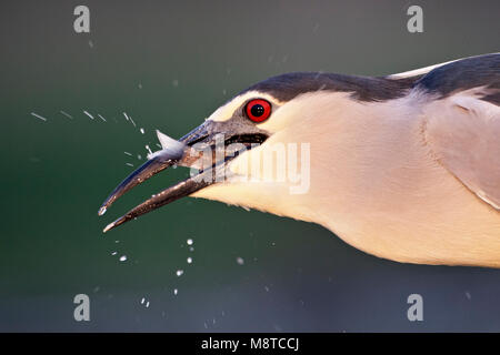 Close-up van een Kwak rencontré vis in zijn bek en Water van zijn snavel lopend ; bihoreau gris portrait avec un poisson dans son projet de loi et de l'eau runnin Banque D'Images