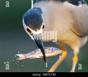 Close-up van een Kwak rencontré vis in zijn bek ; bihoreau gris portrait avec un poisson dans sa loi. Banque D'Images