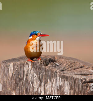 Kleine IJsvogel Gekuifde, martin-pêcheur huppé Alcedo cristata, Banque D'Images