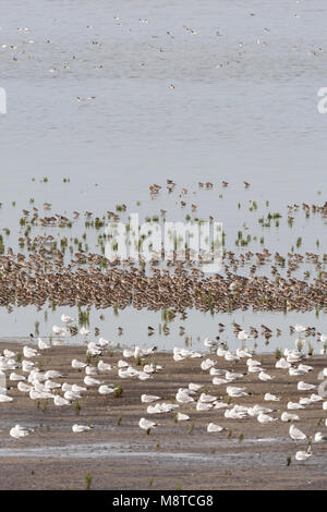 Grote groepen vogels dans les troupeaux d'oiseaux ; Westhoek à Westhoek Banque D'Images