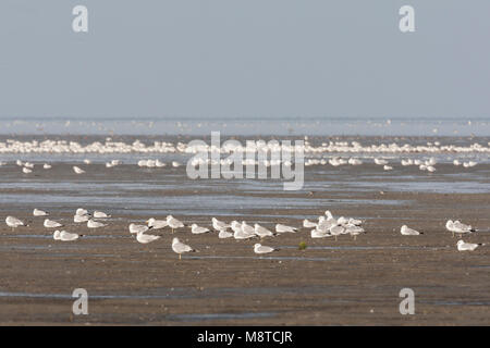 Zilvermeeuw groep dans le Westhoek ; Herring Gull troupeau à Westhoek Banque D'Images