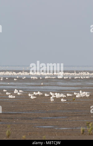 Zilvermeeuw groep dans le Westhoek ; Herring Gull troupeau à Westhoek Banque D'Images