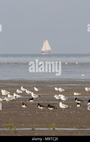 En Zilvermeeuwen Scholeksters dans le Westhoek, le Goéland argenté et huîtriers eurasien à Westhoek Banque D'Images