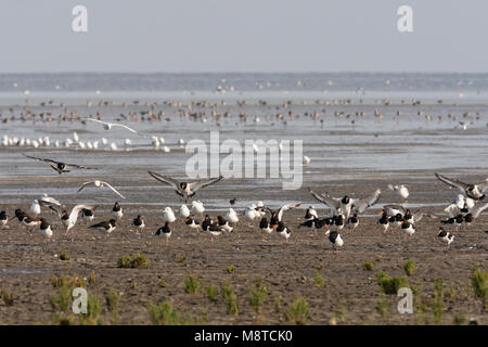 En Zilvermeeuwen Scholeksters dans le Westhoek, le Goéland argenté et huîtriers eurasien à Westhoek Banque D'Images