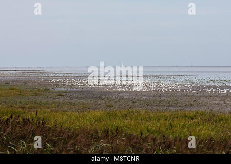 Grote groepen vogels dans les troupeaux d'oiseaux ; Westhoek à Westhoek Banque D'Images