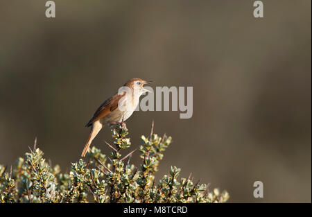 Nachtegaal zingend vanaf duindoorn, fréquent dans les dunes le chant Nightingale Banque D'Images