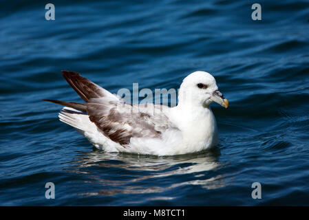 Noordse Stormvogel, le Fulmar boréal (Fulmarus glacialis), Banque D'Images