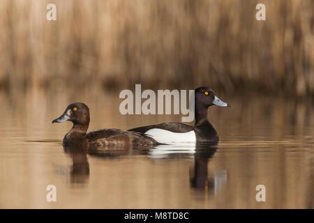 Kuifeenden Zwemmend paar volwassen ; Fuligule morillon hot couple swimming Banque D'Images