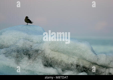 Kleine Jager dans ijzig ; landschap Jaeger parasitaire dans paysage de glace Banque D'Images