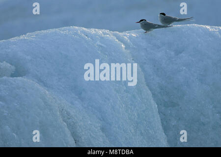 Zittend Noordse Stern op ijs ; sterne arctique perché sur la glace Banque D'Images