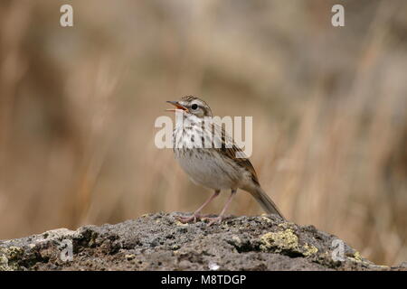 Berthelots Pieper op de grond ; Berthelot de Sprague sur le terrain Banque D'Images