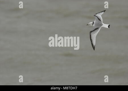 La Mouette tridactyle juvenile en vol Pays-bas, Drieteenmeeuw juveniel dans viaje en avión Nederland Banque D'Images