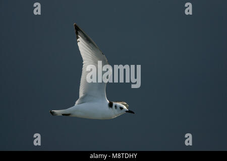 La Mouette tridactyle, Drieteenmeeuw onvolwassen immatures battant vliegend Banque D'Images