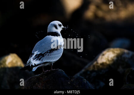 Juveniele Drieteenmeeuw ; Mouette tridactyle juvénile Banque D'Images