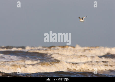 Juveniele Drieteenmeeuw boven woeste zee ; Mouette tridactyle juvénile plus wild surf Banque D'Images