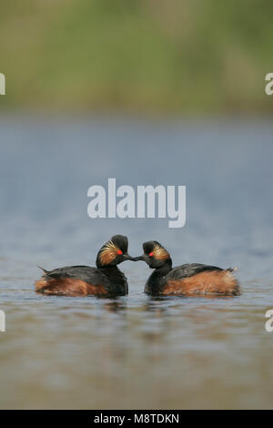 Geoorde Fuut paartje dans zomerkleed ; Black-necked Grebe paire dans summerplumage Banque D'Images