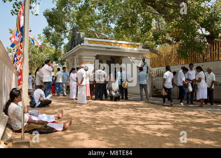 La population locale et aux pèlerins de prier et de donner des cadeaux de fleurs au Jaya Sri Maha Bodhi temple à Anuradhapura, Sri Lanka. Banque D'Images