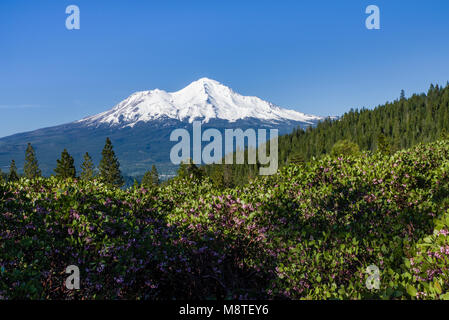 Vue sur un volcan Mont Shasta en Californie du nord montrant la neige accumulée. Banque D'Images