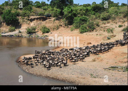 Paysages secs, poussiéreux, vert garrigue et les véhicules de safari. Grand troupeau de wildbeest prépare à traverser la rivière Mara, Kenya, Afrique. Banque D'Images