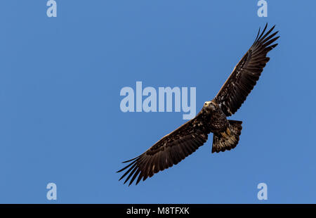 American immatures Pygargue à tête blanche (Haliaeetus leucocephalus) s'élève contre un ciel bleu vif Banque D'Images