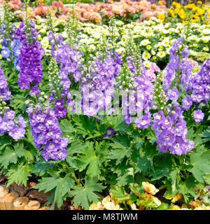 Delphinium Delphinium Candle,fleurs violettes fleurissent dans le jardin Banque D'Images