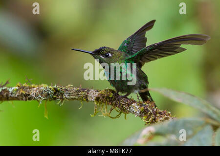 Image oiseaux faites par Dubi Shapiro Banque D'Images