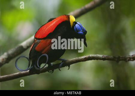 Mannetje Paradijsvogel Wilsons, Wilson's Bird-of-paradise homme Banque D'Images