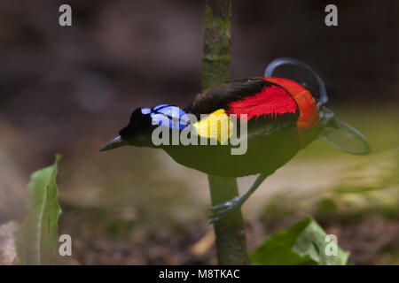 Mannetje Paradijsvogel Wilsons, Wilson's Bird-of-paradise homme Banque D'Images