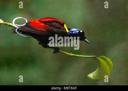 Photo d'oiseaux faite par Dubi Shapiro Banque D'Images