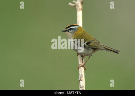 Firecrest perché sur une branche ; Vuurgoudhaan zittend op een tak Banque D'Images