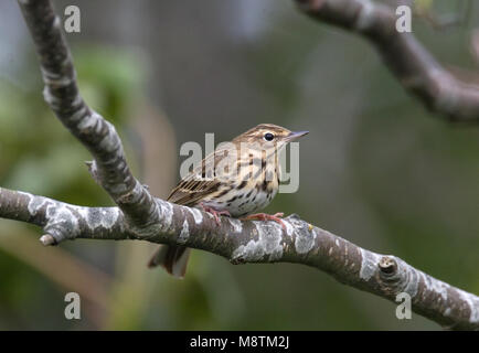 Pipit des arbres perché, Boompieper zittend Banque D'Images