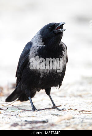 Hybride Bonte Kraai x Zwarte Kraai zittend dans zand ; Hybride Hooded Crow x Corneille assis dans le sable Banque D'Images