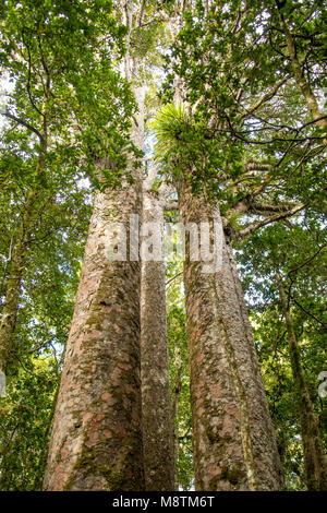 Quatre Sœurs cauris, Waipoua Forest, North Island, New Zealand Banque D'Images