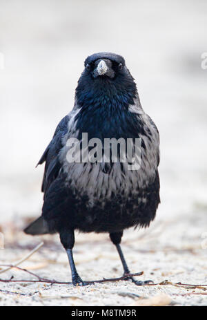 Hybride Bonte Kraai x Zwarte Kraai zittend dans zand ; Hybride Hooded Crow x Corneille assis dans le sable Banque D'Images