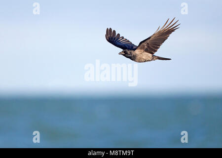 Hybride Bonte Kraai x Zwarte Kraai vliegend ; Hybride Hooded Crow x Corneille battant Banque D'Images