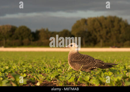 Kleinste Jager zittend en veld ; Long-tailed Skua perché dans le champ Banque D'Images