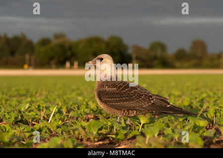 Kleinste Jager zittend en veld ; Long-tailed Skua perché dans le champ Banque D'Images