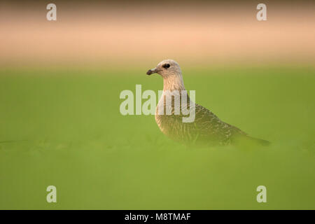 Kleinste Jager zittend en veld ; Long-tailed Skua perché dans le champ Banque D'Images