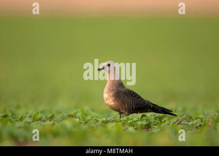 Kleinste Jager zittend en veld ; Long-tailed Skua perché dans le champ Banque D'Images