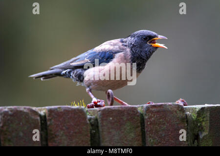 Eerste-hiver homme Roze Spreeuw ; premier-hiver homme Rosy Starling Banque D'Images