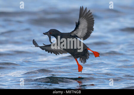 Zomerkleed schaunisland Zeekoet lanend volwassen op het water ; Guillemot plumage d'été adultes l'atterrissage sur l'eau Banque D'Images