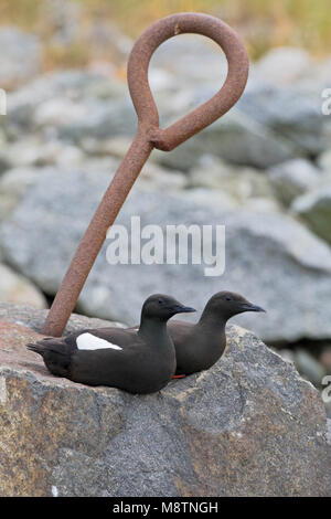 Zeekoet schaunisland paartje zittend op rots ; paire Guillemot perché sur rock Banque D'Images